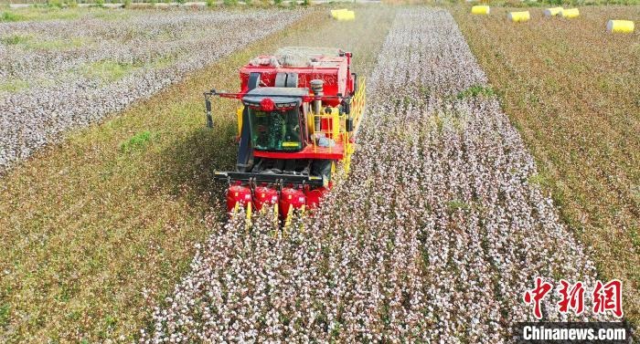采棉機正在采收棉花，猶如在五線譜上跳動的音符，正在演奏豐收的樂章?！∷谓?攝