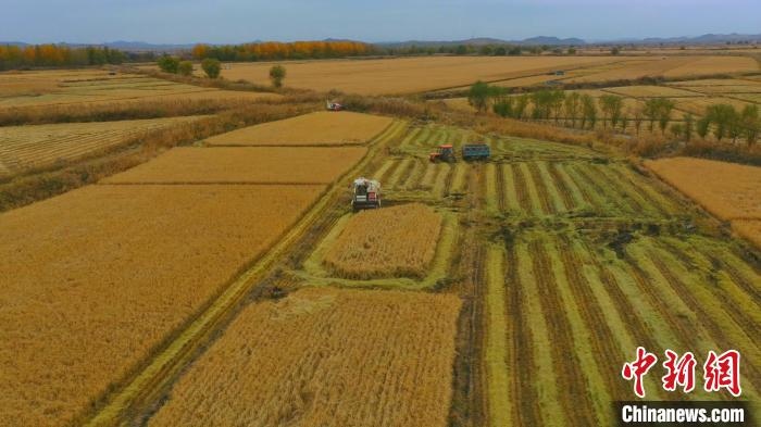 圖為科右中旗杜爾基鎮(zhèn)雙金嘎查的萬(wàn)畝水稻田進(jìn)入集中收割期?！≮w殿威 攝