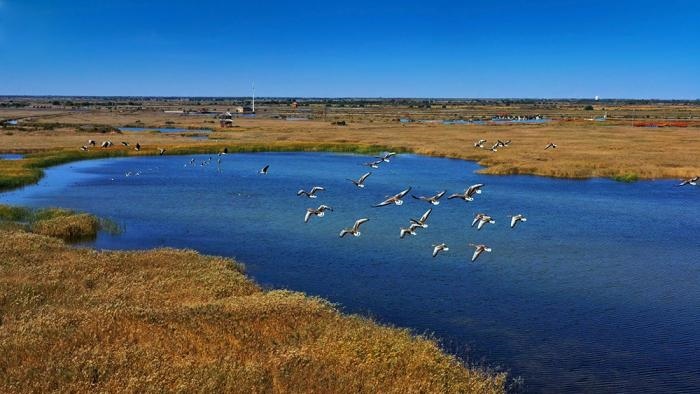 △黃河三角洲擁有天然蘆葦270平方公里，是東北亞內(nèi)陸和環(huán)西太平洋鳥類遷徙重要的“中轉(zhuǎn)站”、越冬地和繁殖地。(總臺央視記者李煒、程鋮拍攝)