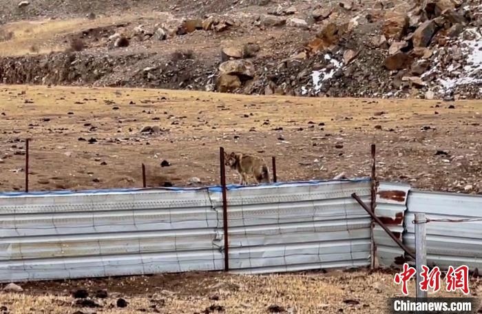 圖為闖入村民家中的野狼?！∨d海縣公安局溫泉派出所供圖