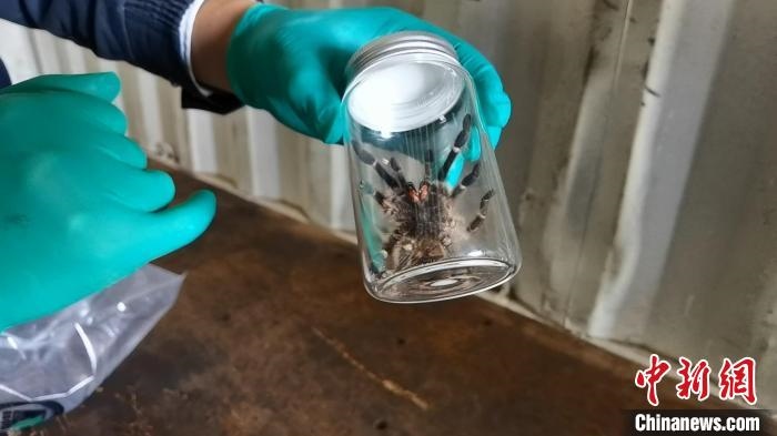 張家港海關(guān)工作人員截獲捕鳥(niǎo)蛛。　王健超 攝