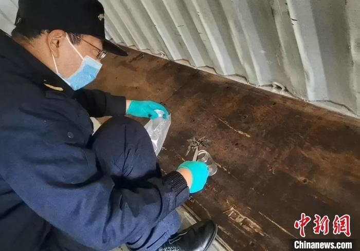 張家港海關(guān)工作人員截獲捕鳥(niǎo)蛛?！⊥踅〕?攝