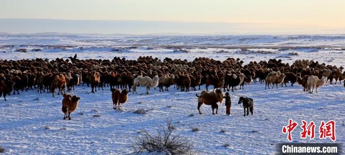 進(jìn)入冬季，駱駝在戈壁灘上散養(yǎng)?！」o琨 攝