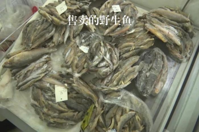 2021年12月6日，督察組現(xiàn)場(chǎng)隨機(jī)抽查發(fā)現(xiàn)，保護(hù)區(qū)附近餐館仍然存在非法經(jīng)營(yíng)野生河魚(yú)的問(wèn)題