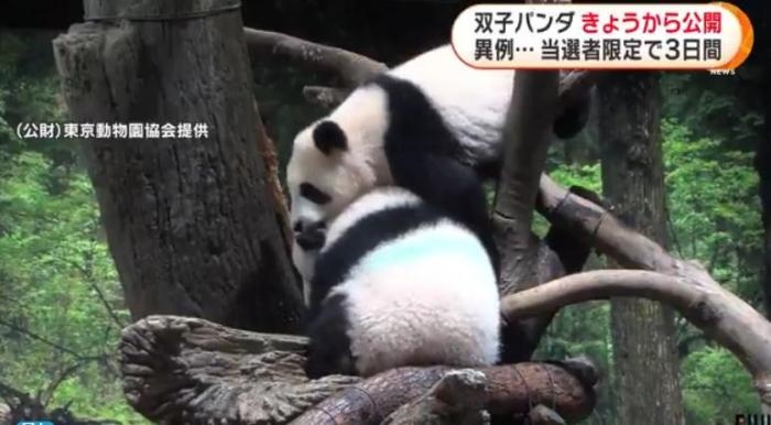 12日，日本東京上野動物園的旅日雙胞胎熊貓開始同游客見面。(圖片來源：日本富士電視臺視頻截圖)