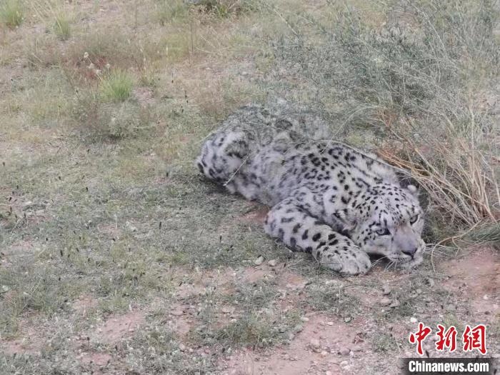 圖為在四子王旗發(fā)現(xiàn)的雪豹(資料圖)?！∷淖油跗炀焦﹫D