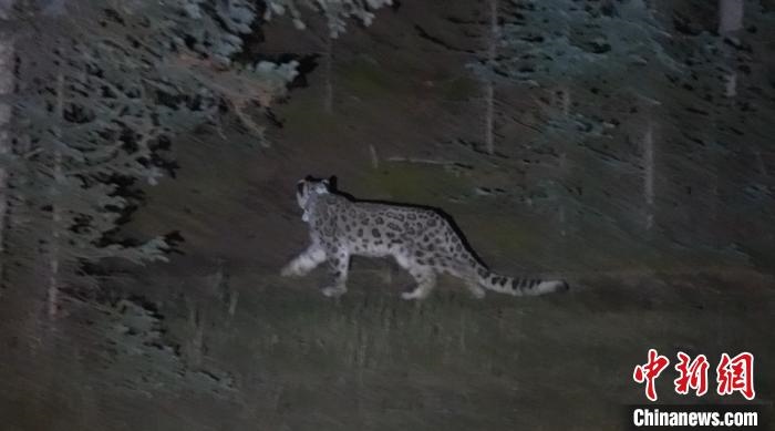 圖為被放歸自然的雪豹(資料圖)?！?nèi)蒙古林草局供圖。