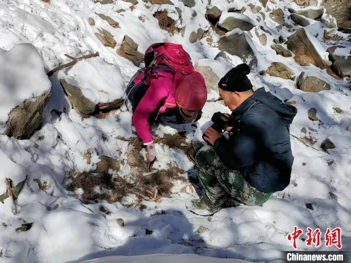 行程84公里內(nèi)蒙古放歸雪豹“游山玩水”過(guò)春節(jié)