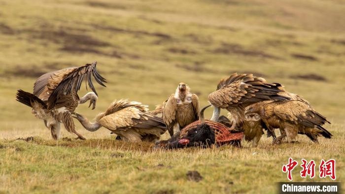 圖為作品《聚會(huì)》?！℃夭疾夭爬?攝