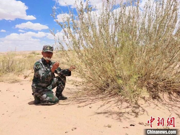 圖為謝寶民查看梭梭長勢(shì)。　受訪者供圖