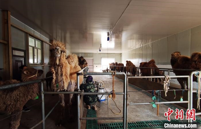 圖為共人正在給駱駝擠奶。　王長梅 攝