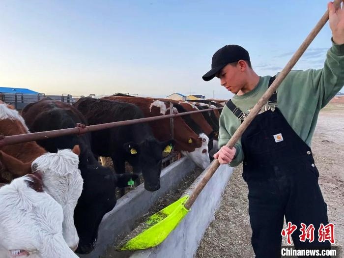 圖為敖木希勒在喂牛?！“侥鞠＠展﹫D