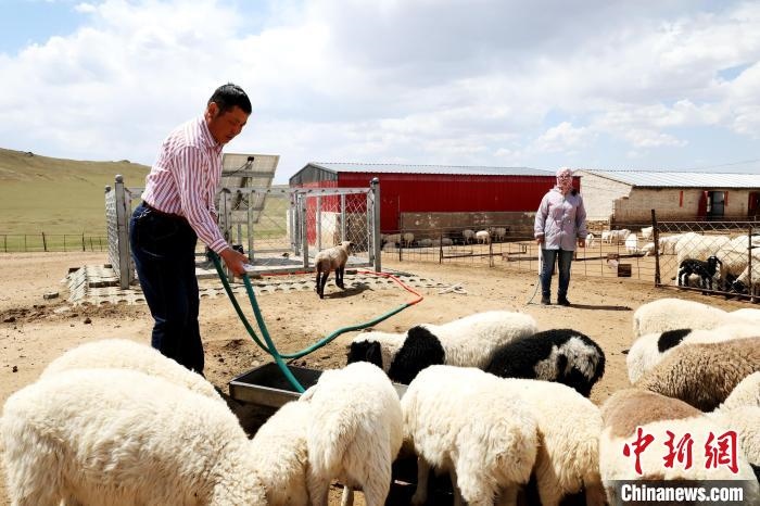 圖為圖門達(dá)來在喂羊?！埵鹧?攝