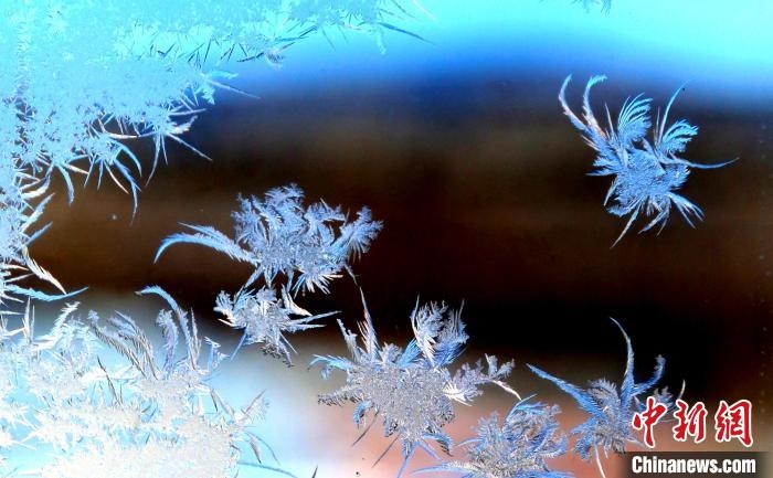 玉樹瓊枝盈滿窗?！O書程 攝