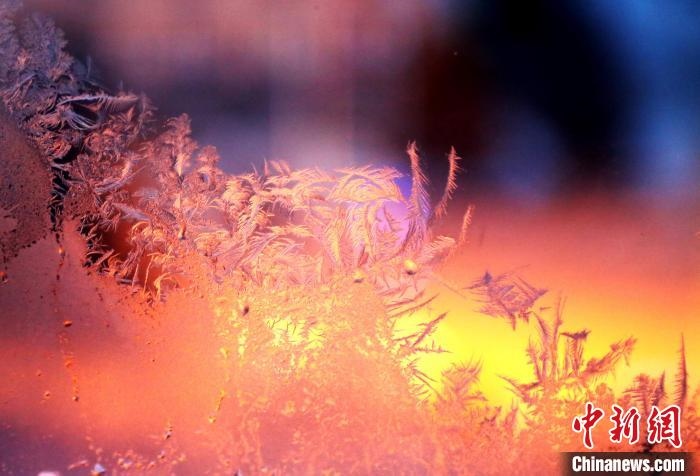 迎著光亮，冰窗花絢麗多姿?！O書程 攝