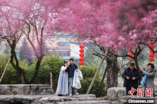 2月23日，市民在乾藝梅園景區(qū)觀賞綻放的梅花。瞿宏倫 攝