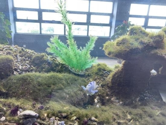 圖為寶鋼湛江鋼鐵水控中心，觀賞海魚(yú)在鋼渣漁礁里游動(dòng)