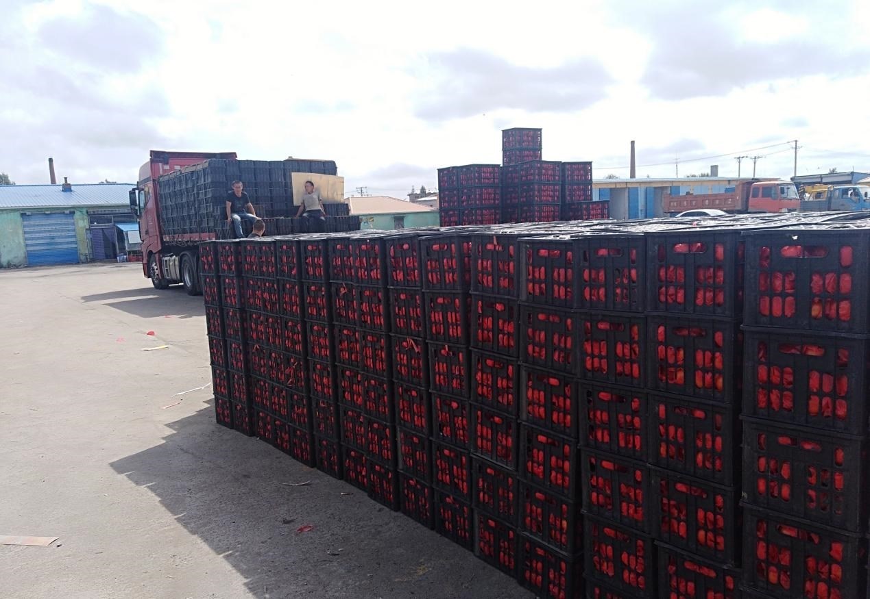 　　外銷的蔬菜在市場等待拉運。受訪者供圖