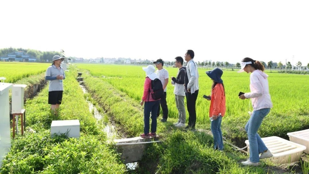 △云南大理古生村科技小院成員在田間調(diào)查。