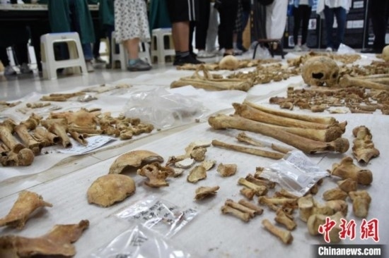 圖為已清理完畢的骨骼標(biāo)本。王宇 攝