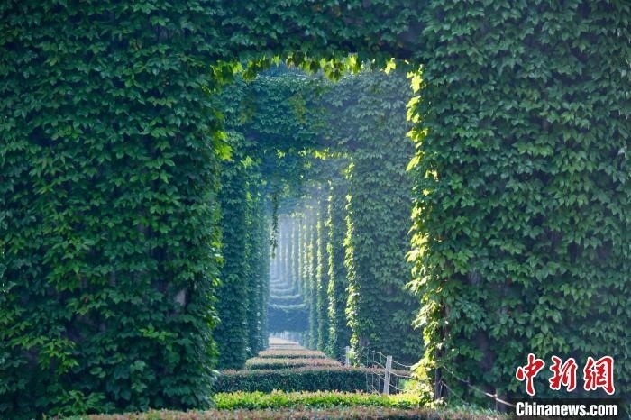 成都二環(huán)高架橋墩被植被爬滿，形成“綠野仙蹤”景觀?！埨?攝