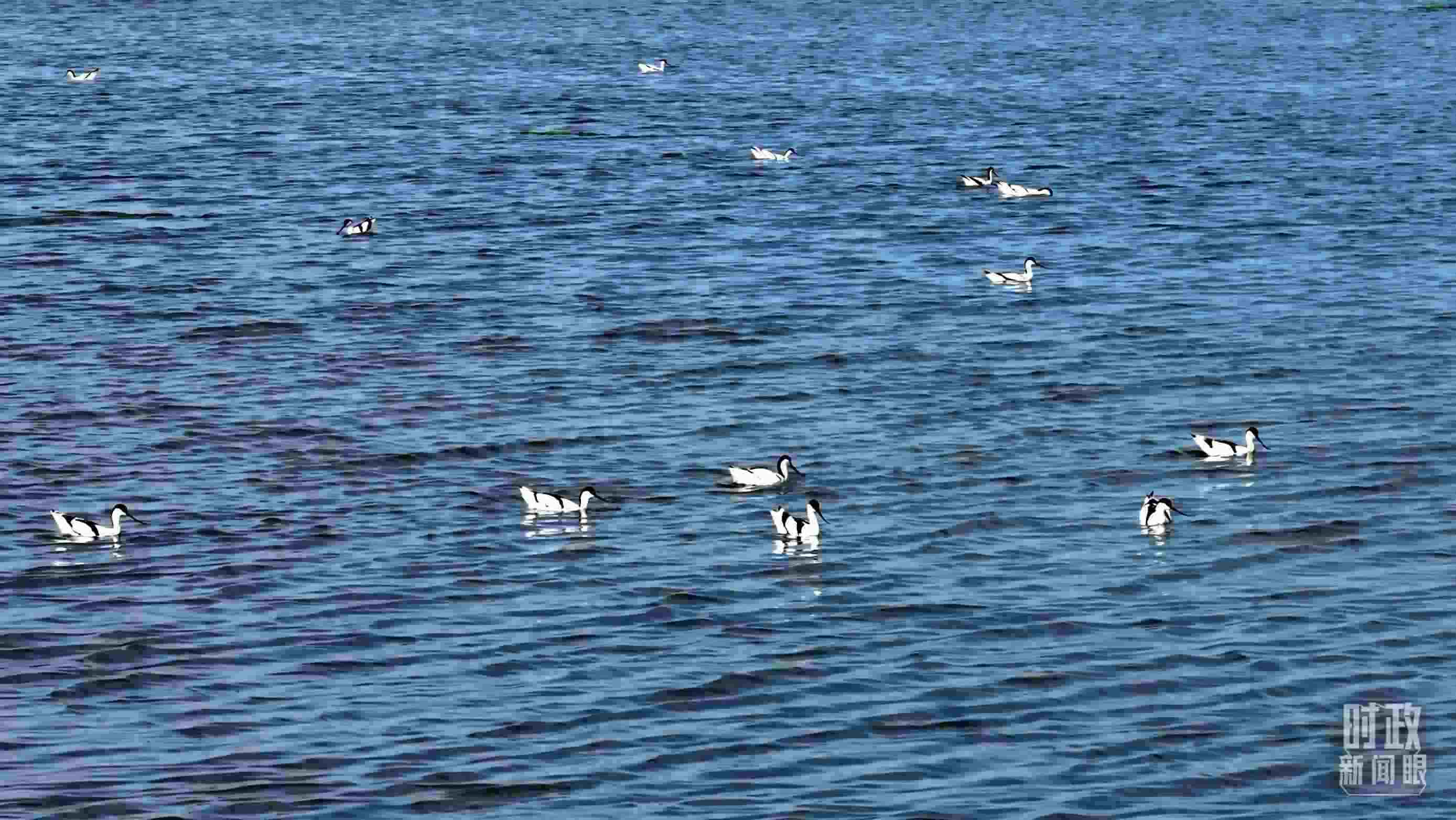 △鹽湖棲息的鳥類。（總臺記者裴大偉、康曉宇拍攝）