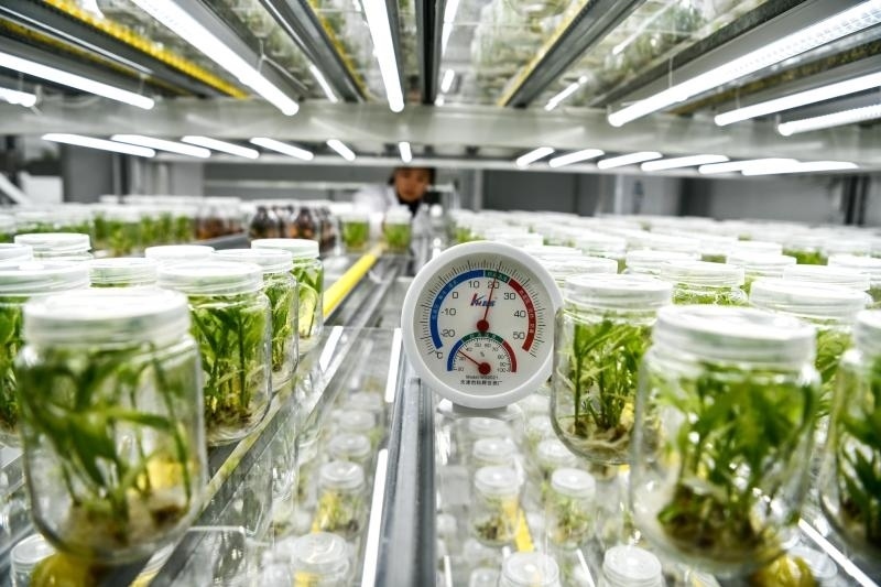 工作人員在貴陽市開陽縣南江蔬菜良種繁育中心的組培中心查看姜苗生長情況（2023年5月23日攝）。新華社記者 楊文斌 攝