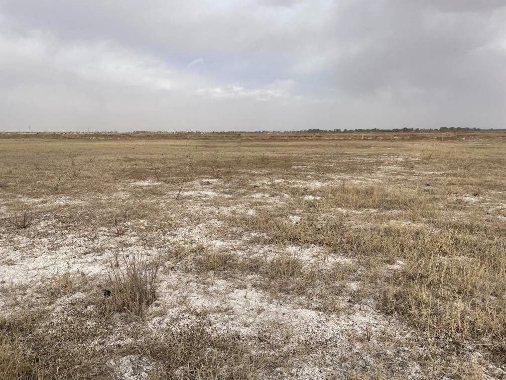 撂荒后的部分地塊已現(xiàn)鹽堿。 人民網(wǎng)記者 楊喬攝