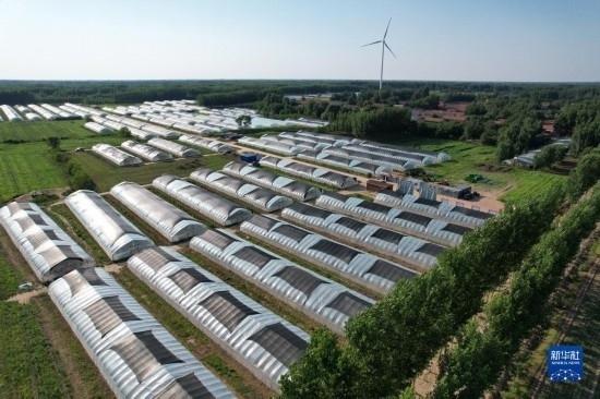 這是6月21日在山東省樂陵市西段鄉(xiāng)岔河村拍攝的東亞飛蝗養(yǎng)殖基地（無人機(jī)照片）。新華社記者 范長國 攝