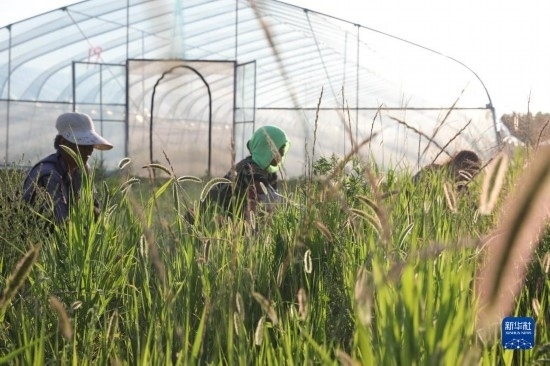 6月21日，山東省樂陵市西段鄉(xiāng)岔河村東亞飛蝗養(yǎng)殖基地的螞蚱養(yǎng)殖戶在割草。新華社記者 范長國 攝