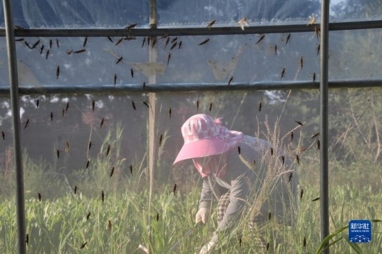 6月21日，山東省樂陵市西段鄉(xiāng)岔河村東亞飛蝗養(yǎng)殖基地的螞蚱養(yǎng)殖戶在割草。新華社記者 范長國 攝