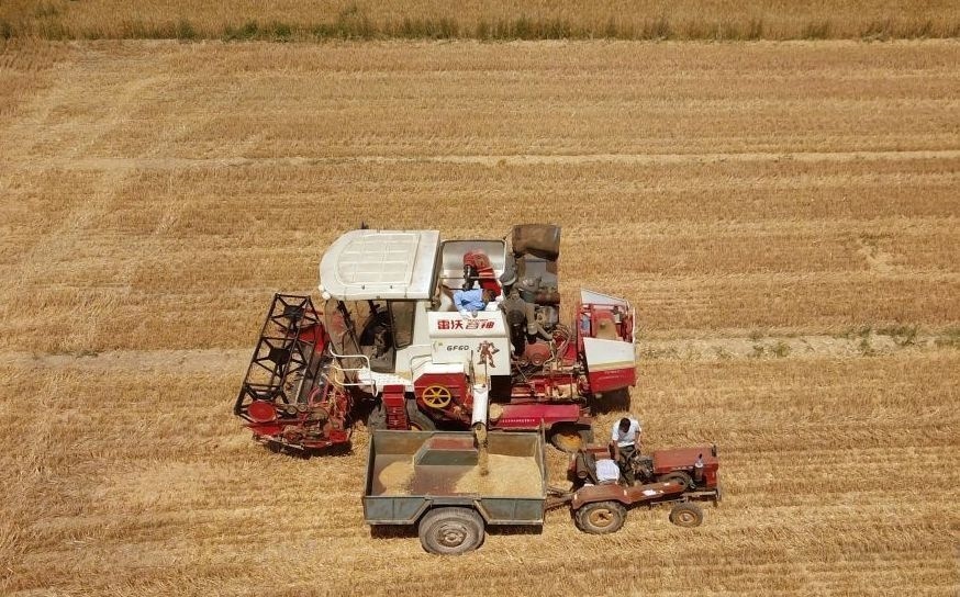 2023年6月14日，在山東省臨邑縣林子鎮(zhèn)，聯(lián)合收割機在收獲小麥。