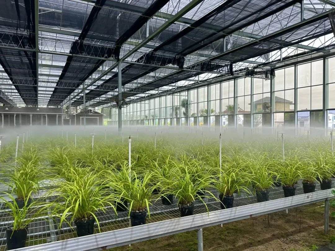 浙江省紹興市柯橋區(qū)漓渚鎮(zhèn)棠棣村的蘭花種植基地。靜玄 攝