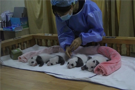 成都大熊貓繁育研究基地成立于1987年，先后攻克了大熊貓人工飼養(yǎng)與管理、繁殖與育幼、疾病防控與種群遺傳管理等關(guān)鍵技術(shù)難題，建成全球最大的大熊貓人工繁育遷地保護(hù)種群，數(shù)量達(dá)230余只。（圖片來(lái)源：成都大熊貓繁育研究基地網(wǎng)站）