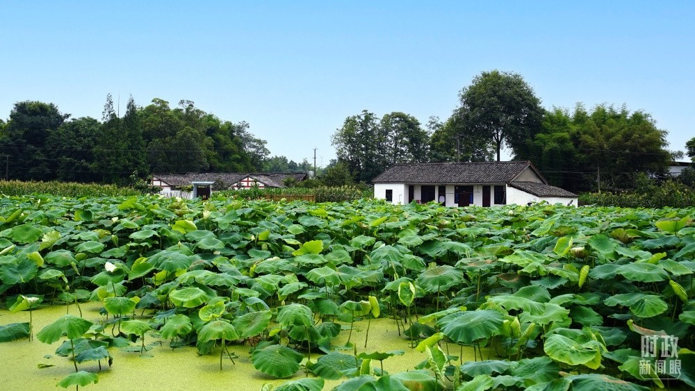 四川眉山，永豐村荷塘。2022年6月，習(xí)近平曾到此調(diào)研鄉(xiāng)村振興情況。（總臺央廣記者潘毅拍攝）