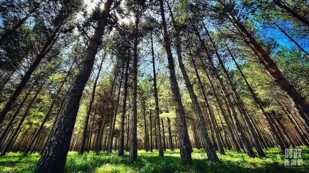 河北塞罕壩。（總臺央視記者謝曉光拍攝）