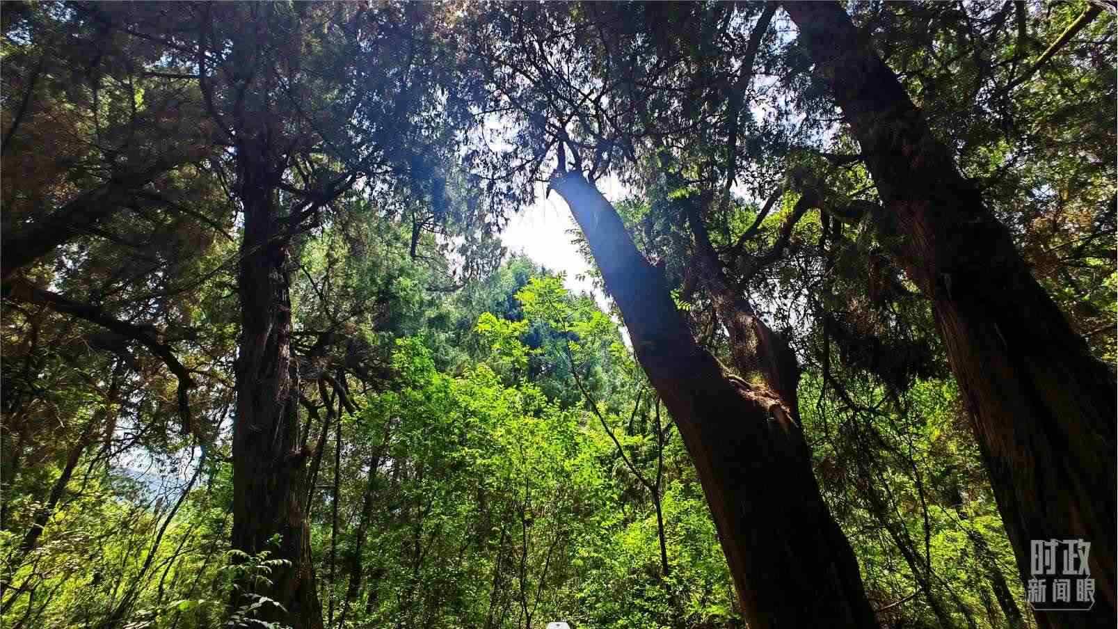 △翠云廊內(nèi)，古柏郁郁蔥蔥。（總臺(tái)央視記者程鋮拍攝）