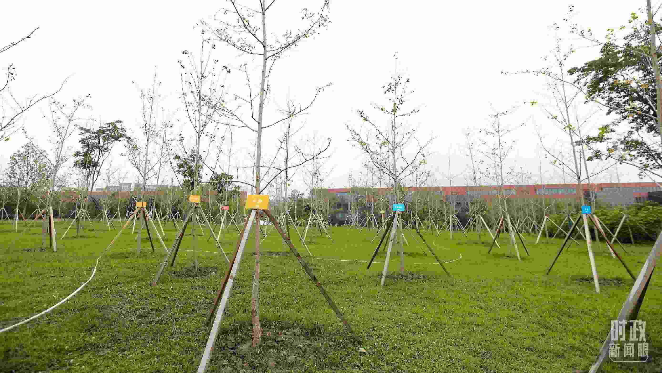 成都大運(yùn)村內(nèi)專門種植了友誼林，各國代表團(tuán)都可認(rèn)領(lǐng)。