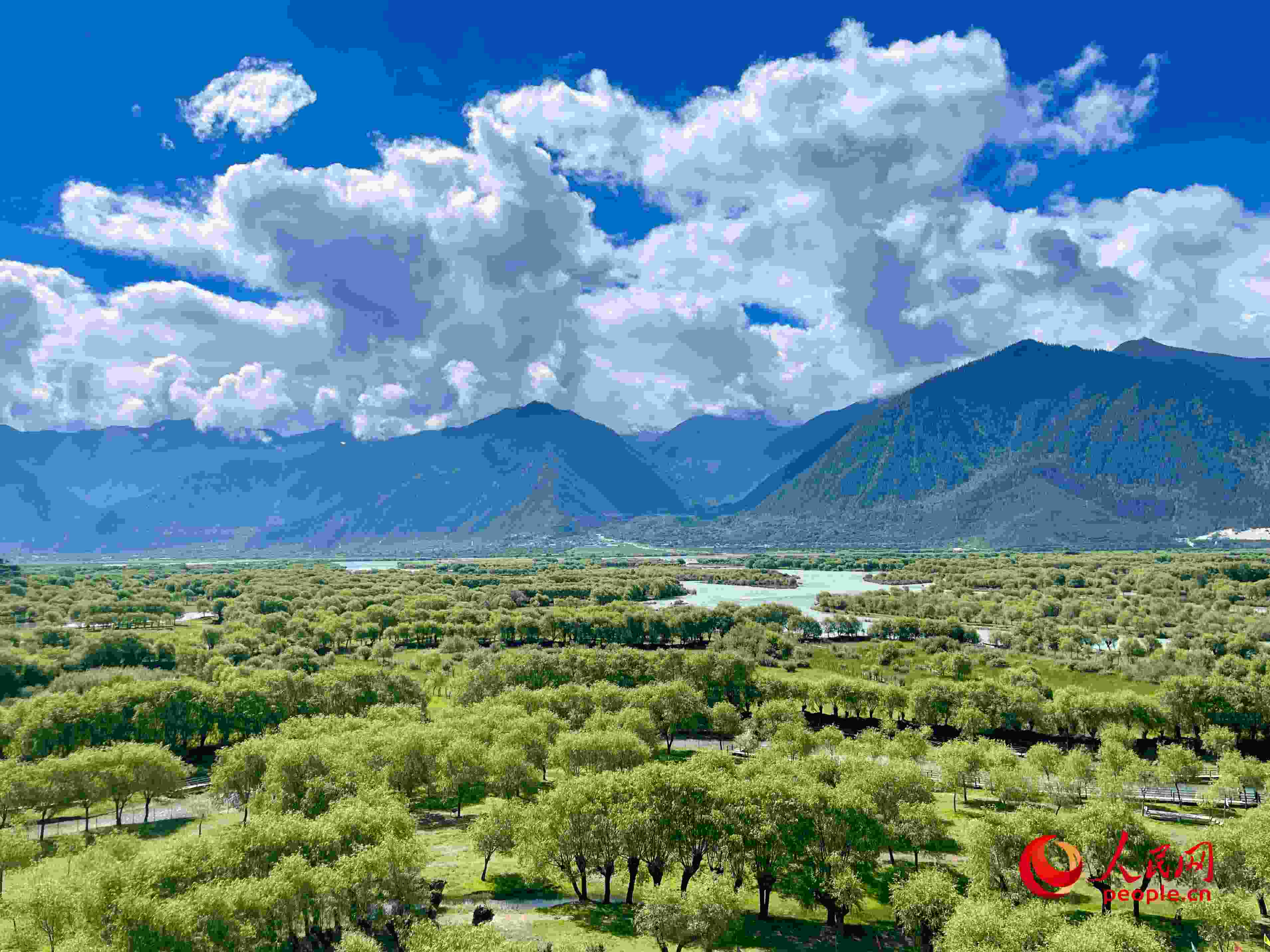 夏日的雅尼國家濕地公園生機(jī)盎然，如詩如畫。人民網(wǎng) 周靜圓攝