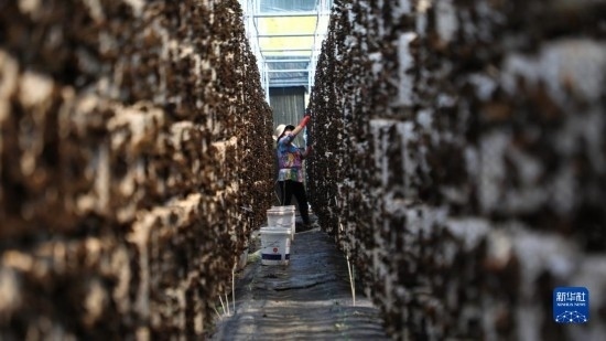 7月29日，在卓尼縣納浪鎮(zhèn)納浪村黑木耳種植基地，農(nóng)戶在采摘黑木耳。