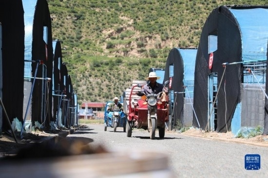 7月29日，農(nóng)戶在卓尼縣納浪鎮(zhèn)納浪村黑木耳種植基地勞作。