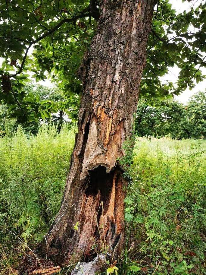 圖為2021年10月拍攝的秦嶺北麓百年板栗古樹遭破壞情況。人民網(wǎng)記者 吳超攝