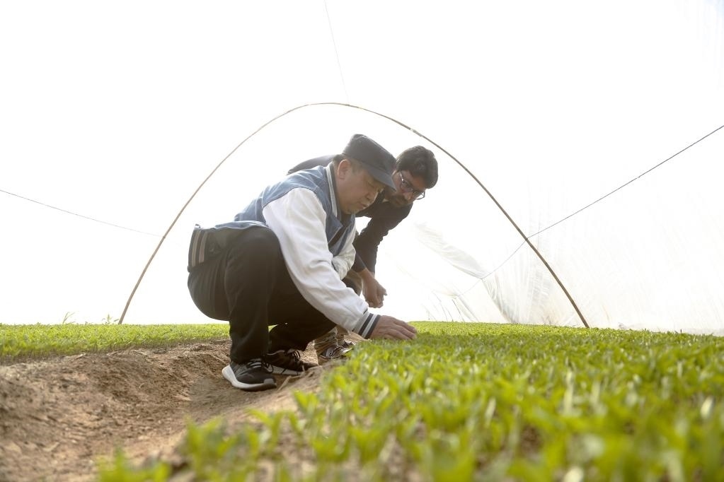 巴基斯坦旁遮普省木爾坦的中巴辣椒訂單種植項目辣椒育苗大棚內，中國農業(yè)專家?guī)ьI巴基斯坦技術員查看辣椒秧苗生長情況。