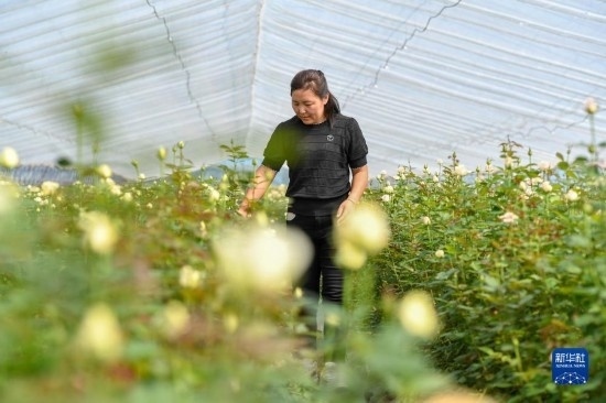 8月17日，吉林省德惠市朱城子鎮(zhèn)沿河村程雪家庭農(nóng)場(chǎng)的負(fù)責(zé)人楊雪在查看玫瑰花長(zhǎng)勢(shì)。新華社記者 張楠 攝