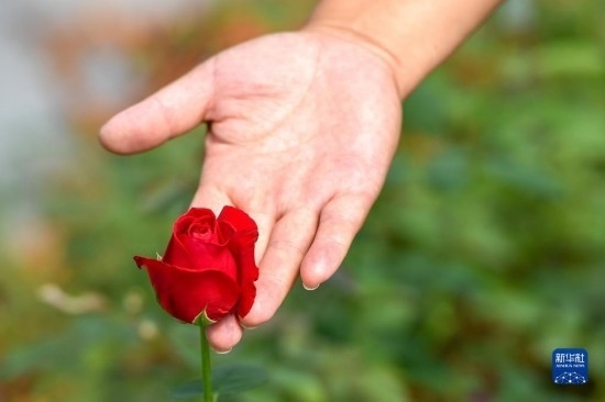 8月17日，吉林省德惠市朱城子鎮(zhèn)沿河村程雪家庭農(nóng)場(chǎng)的負(fù)責(zé)人楊雪在查看玫瑰花長(zhǎng)勢(shì)。新華社記者 張楠 攝