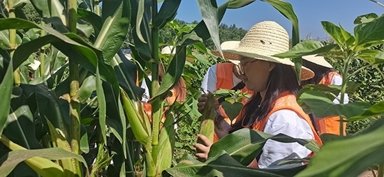 北京工商大學(xué)組織學(xué)生開(kāi)展暑期社會(huì)實(shí)踐。學(xué)校供圖