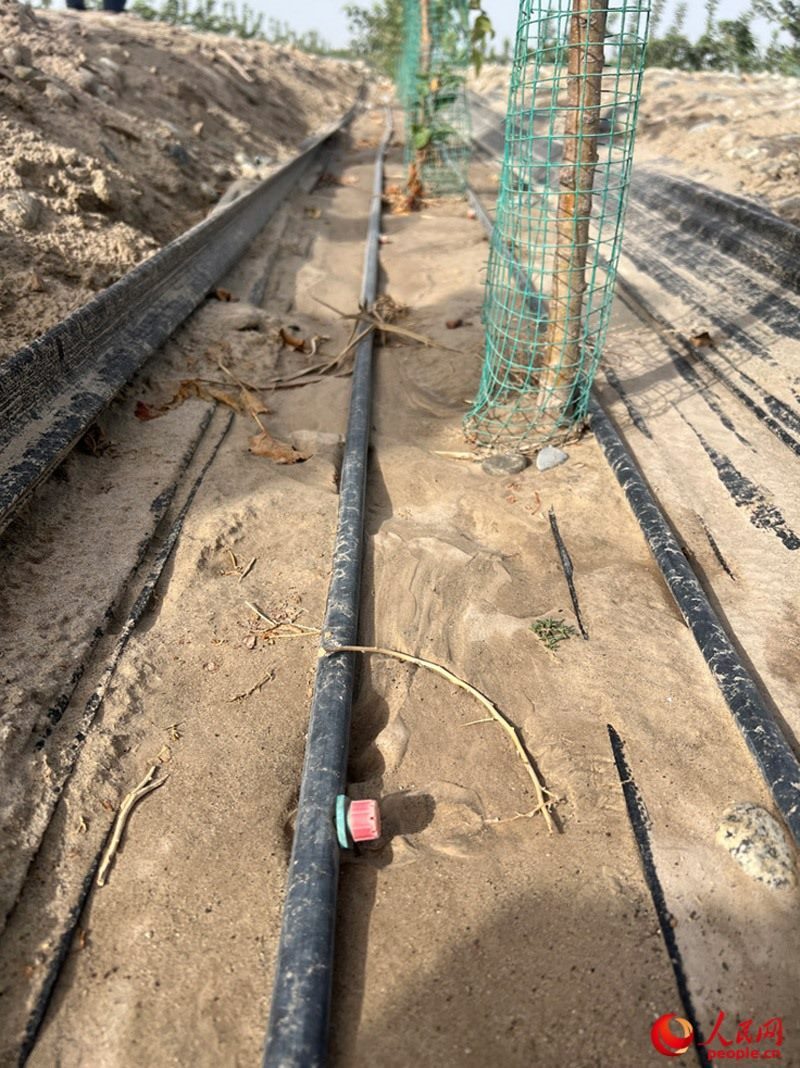 水肥一體化滴灌技術，可極大節(jié)約用水量。人民網記者 常雪梅攝