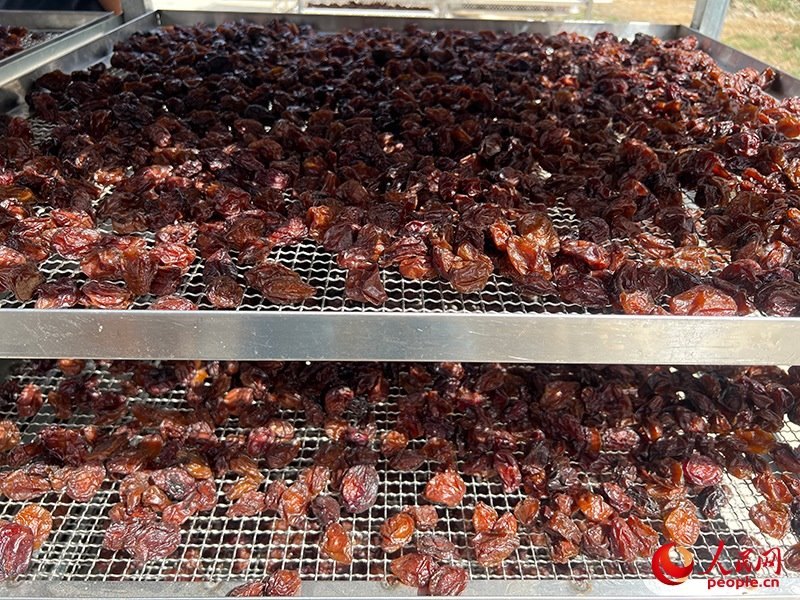 晾曬西梅。人民網(wǎng)記者 常雪梅攝