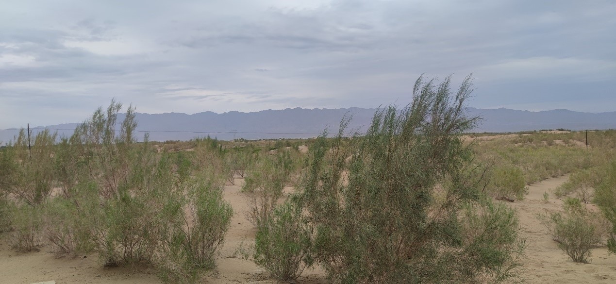 曾經(jīng)的荒漠現(xiàn)已被大面積梭梭林覆蓋。張璐璐 攝