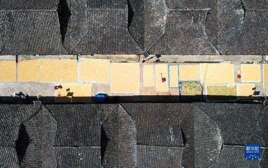 9月16日，在貴州省黔東南苗族侗族自治州從江縣加勉鄉(xiāng)污扣村，村民在晾曬稻谷（無人機照片）。